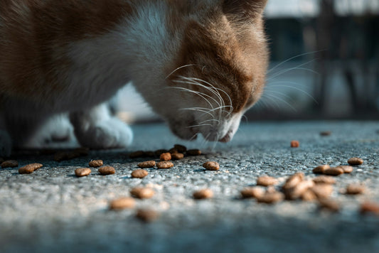🐾Best Cat Feeding: Free Choice or Set Meal Times?