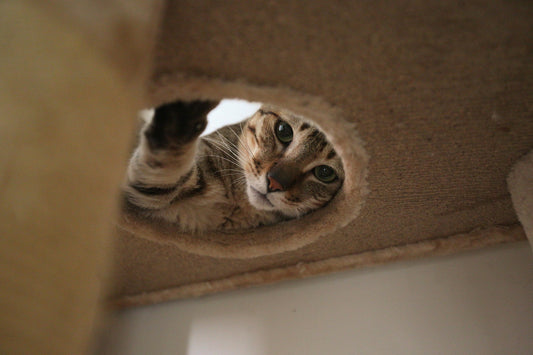 🐾Cat Pooping Habits: Do They Actually Need Privacy