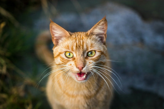 🐾How To Manage Your Cat's Excessive Meowing